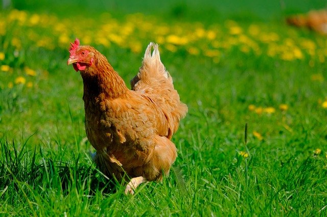 Grippe aviaire : Rupture sur les volailles