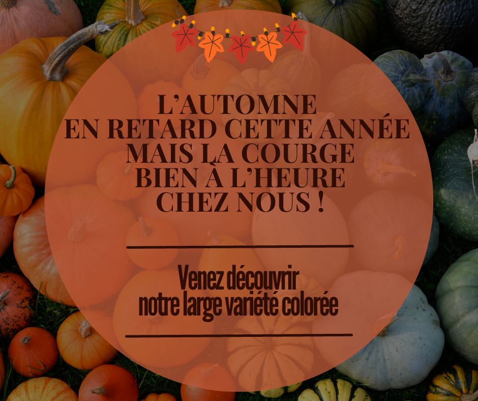 Les courges : c'est de saison !